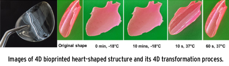 Images of 4D bioprinted heart-shaped structure and its 4D transformation process.